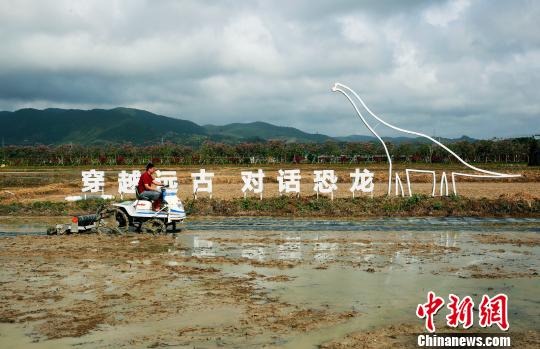 当日试验种植的稻田分水田和旱田。 王晓斌 摄 当日试验种植的稻田分水田和旱田。 王晓斌 摄